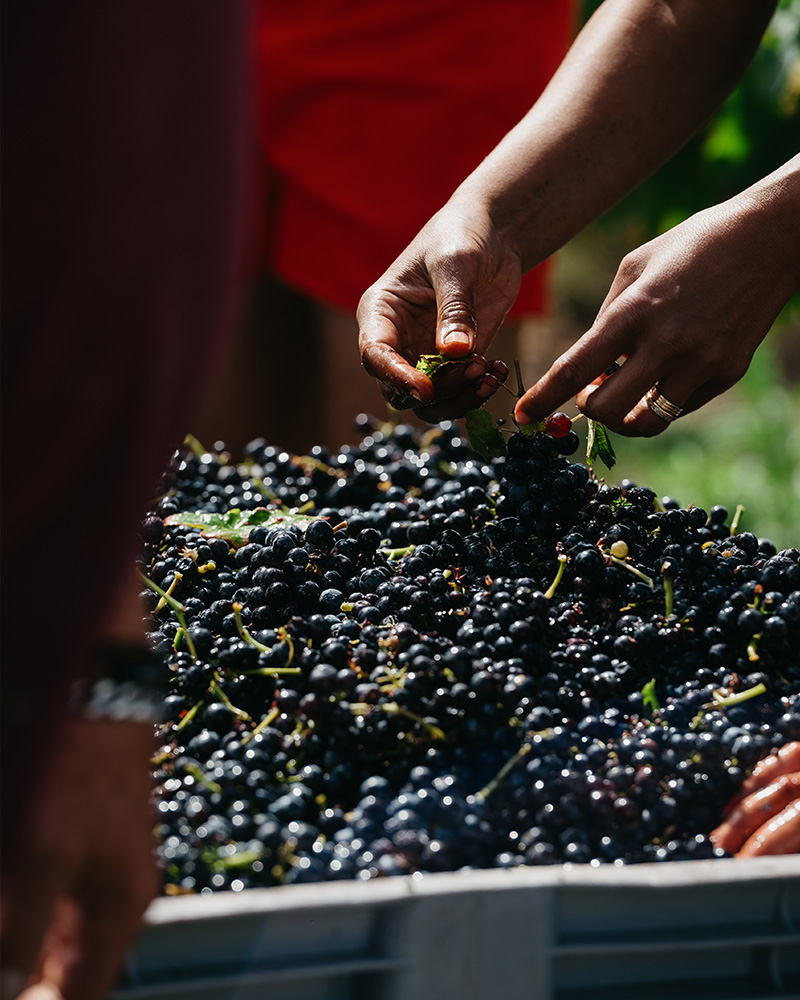 Sols granitiques - Domaine Joly